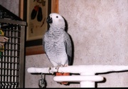 Super Friendly Female African Grey Parrot For Adoption